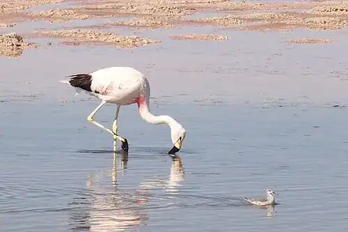 Вместе с плавунчиком