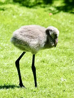 Птенец в сером пуховом наряде
