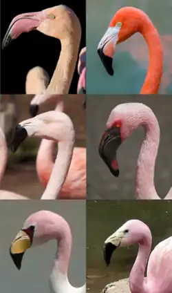 Левый столбец: розовый фламинго, чилийский фламинго, фламинго Джеймса;
Правый столбец: красный фламинго, малый фламинго, андский фламинго.