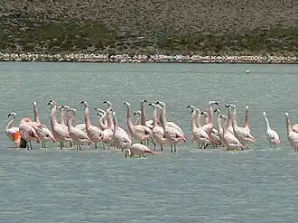 Озеро Каньяпа в Боливии