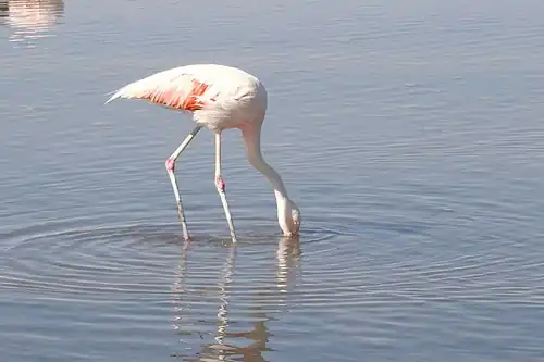 На солончаке Салар-де-Атакама