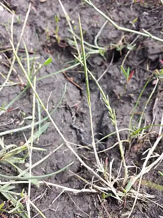 Чешуехвостник паннонский