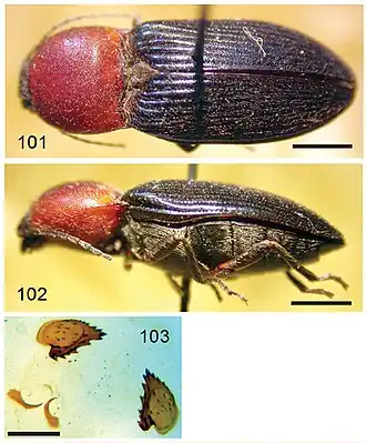 Phorocardius florentini