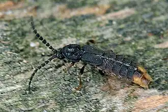 Phosphaenus hemipterus