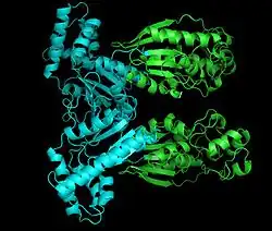 Фосфофруктокиназа-2: киназный домен показан бирюзовым, а фосфатазный - зелёным.