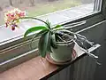 Phalaenopsis