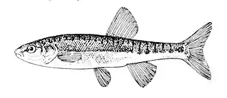 Обыкновенный гольян (Phoxinus phoxinus)