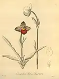 Phragmipedium schlimii. «Xenia Orchidacea», vol. 1, tab. 44, 1858.