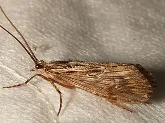 Ручейник Phryganea grandis