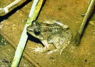 Дневная лужелюбка