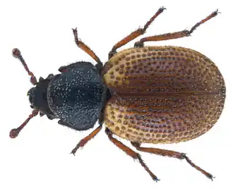 Phycosecis litoralis
