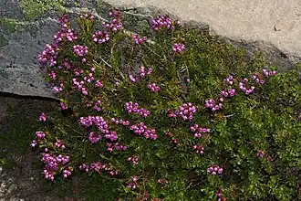 Общий вид группы цветущих растений