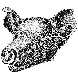 Ямайский цветочный листонос (Phyllonycteris aphylla)