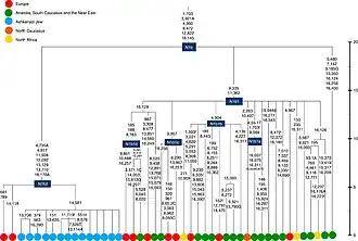 Филогенетическое дерево гаплогруппы N1b