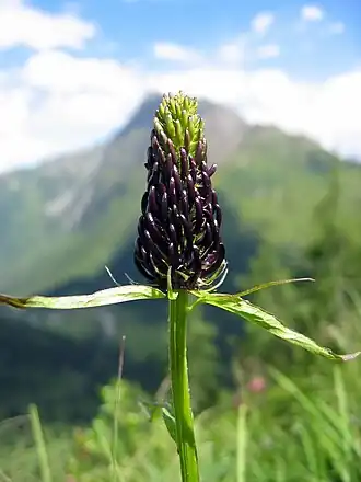 Кольник яйцевидный