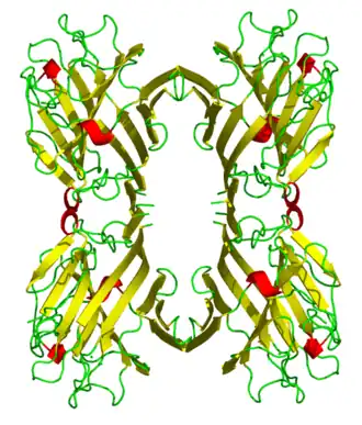 Кристаллическая структура лектинового домена L-фитогемагглютинина (PDB 1fat<)