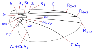 Жилкование крыла Liriomyza
