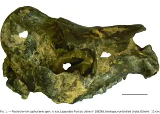 Череп Piauhytherium capivarae. Голотип, длина отрезка 10 см