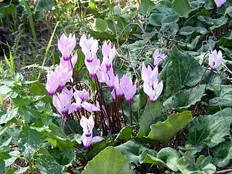 Цикламен персидский (Cyclamen persicum), группа цветущих растений