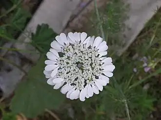 Артедия чешуйчатая (Artedia squamata)