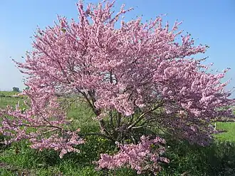 Багрянник европейский. Общий вид цветущего растения.