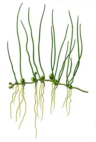 Pilularia globulifera (иллюстрация 1885 года)