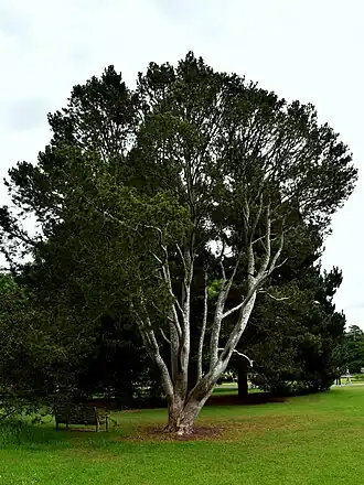 Габитус взрослого дерева в Королевских ботанических садах Кью