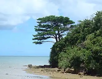 Габитус взрослого дерева, произрастающего на побережье острова Ириомоте