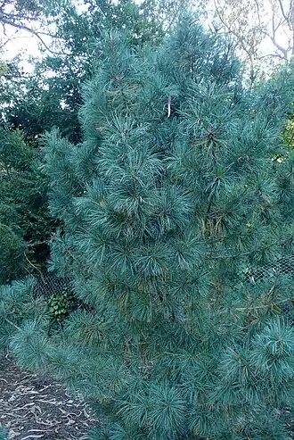 Габитус растения в ботаническом саду Сан-Франциско, США