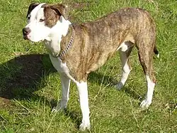 Американский питбультерьер