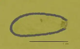 Вирион Pithovirus sibericum