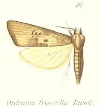 Ordrupia friserella