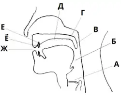 Места артикуляции у человека.