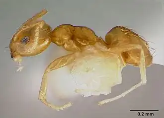 Рабочий муравей Plagiolepis alluaudi