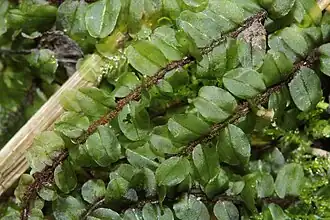 Плагиомниум эллиптический