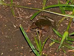 Уткоголосая лягушка