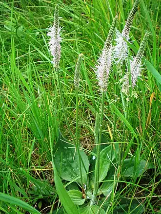 Подорожник средний.Общий вид цветущего растения.