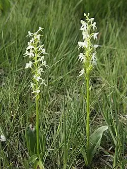 Любка двулистная  (Platanthera bifolia)
