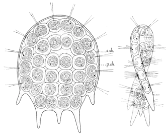 32-клеточный ценобий хвостатой платидорины (вид ценобия с плоской стороны и сбоку)