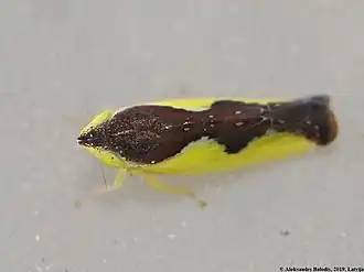 Имаго Platymetopius major