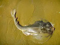 Тихоокеанский дисковый скат