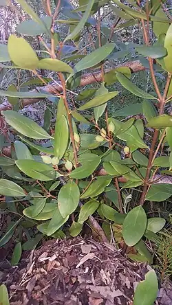 Листья и плоды