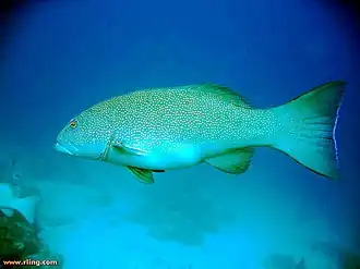 Plectropomus leopardus