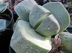Pleiospilos nelii
