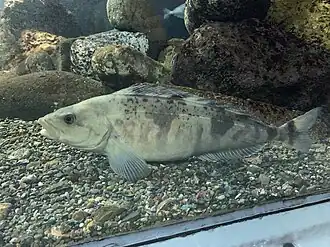 Pleurogrammus azonus