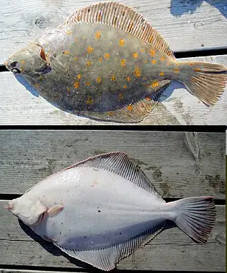 Глазная и слепая стороны