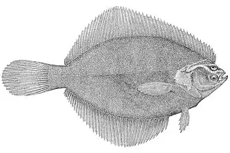 Гологоловая камбала — Pleuronectes putnami