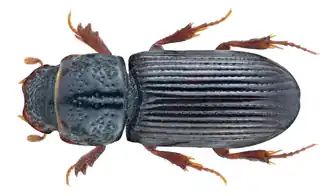 Pleurophorus caesus