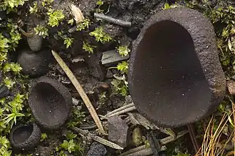 Plicaria endocarpoides (Berk.) Rifai