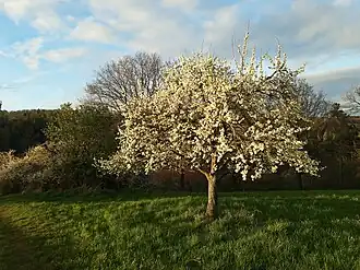 Общий вид взрослого цветущего растения